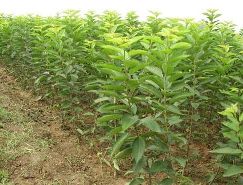 凱蒂園林分享一下關(guān)于苗木的栽植（移植）方面的3個(gè)注意點(diǎn)！