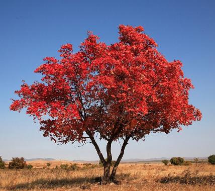 五角楓適合哪里種植？五角楓種植技術(shù)與管理方法 