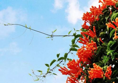 干貨到，園林綠化中抗風(fēng)+耐鹽堿樹種推薦